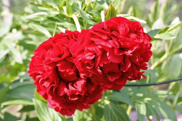 Red Peony lactiflora x Paeonia officinalis 'Carol' — ストック写真