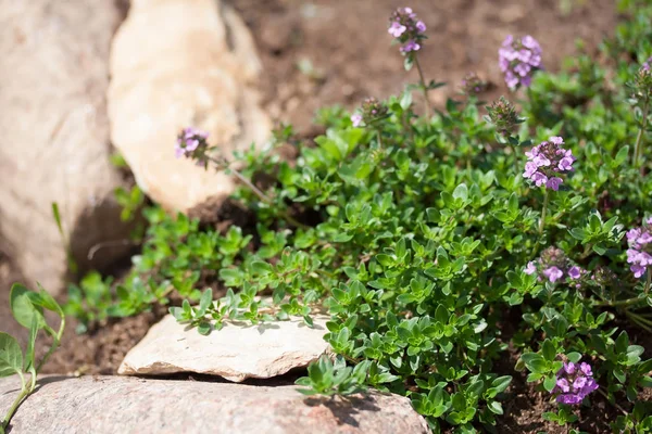 Thymus serpyllum, known as Breckland thyme — Stock Photo, Image