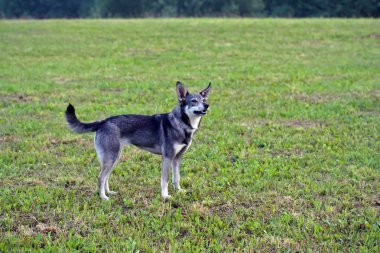 Sevimli küçük köpek çim