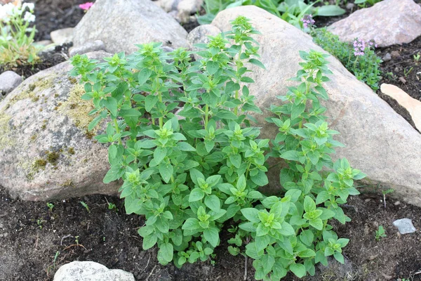 Origanum vulgare (oregano) ung planta — Stockfoto