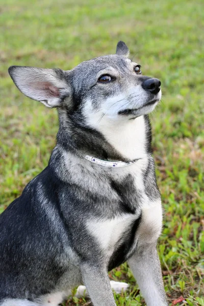 Cão pequeno bonito sentado no gramado — Fotografia de Stock