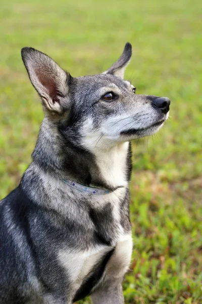 芝生の上に座ってかわいい小型犬 — ストック写真