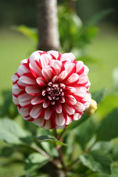 Dahlia Jamaica bloem — Stockfoto