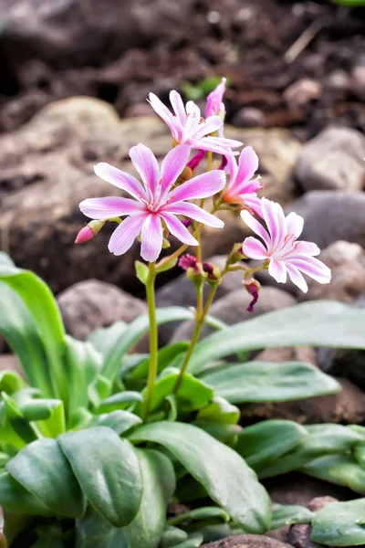 Lewisia cotiledon 'Elise Mixed' — Foto de Stock