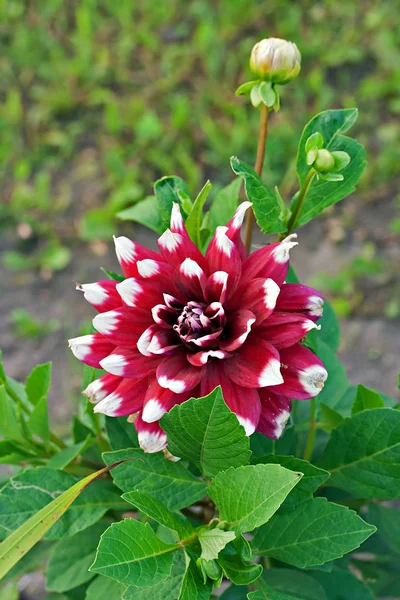 Dahlia Duet flower — Stock Photo, Image