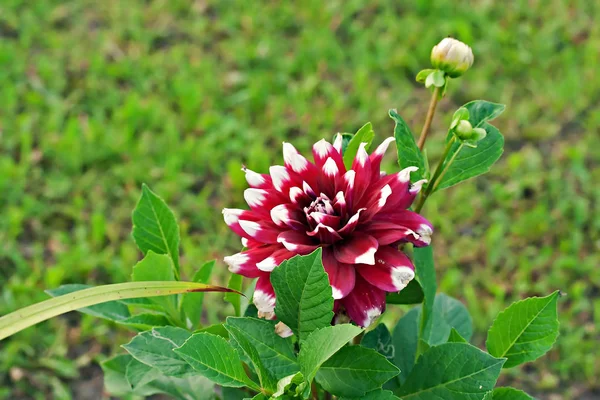 Dahlia Duet flower — Stock Photo, Image