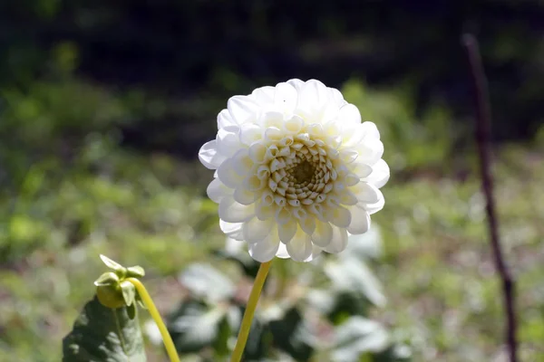 Flor blanca Dahlia Honky —  Fotos de Stock