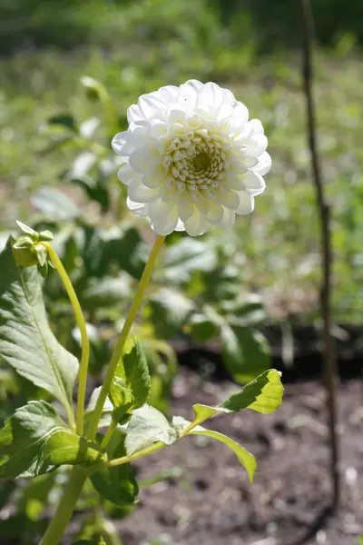 Flor blanca Dahlia Honky —  Fotos de Stock