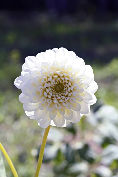 Branco Dahlia Honky flor — Fotografia de Stock