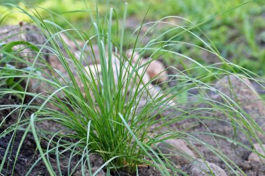 Bahçedeki Deschampsia cespitosa