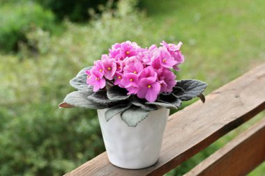 Saintpaulias (Afrika menekşe, menekşe ionantha)