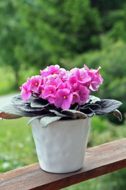 Saintpaulias (Afrika menekşe, menekşe ionantha) 