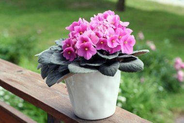 Saintpaulias (Afrika menekşe, menekşe ionantha)