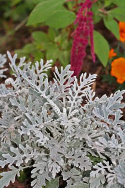 Jacobaea maritima (gümüş ragwort veya Senecio cineraria)