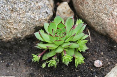 Sempervivium calcareum (tavuk-civciv)
