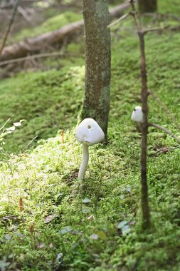 Amanita virosa (Avrupa destroying melek)