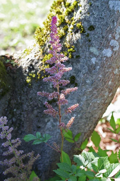 Astilbe (Astilbe japonês, híbrido) 'Rheinland' — Fotografia de Stock