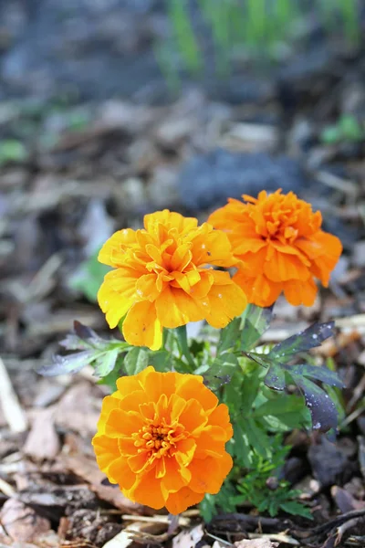 Tagetes patula (the French marigold) — Stock Photo, Image