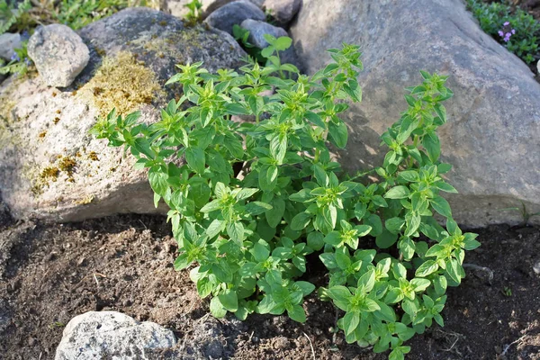 Origanum vulgare (oregano) ung planta — Stockfoto