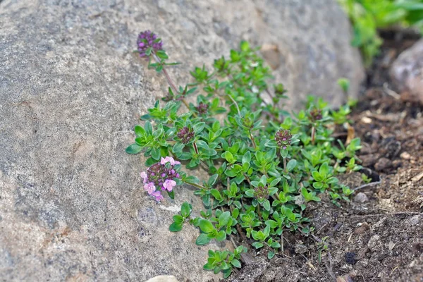 Thymus serpyllum, known as Breckland thyme — Stock Photo, Image
