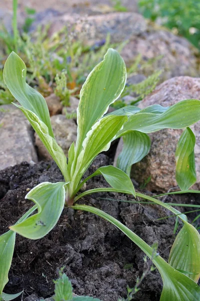 Hosta White Feather planta jovem — Fotografia de Stock