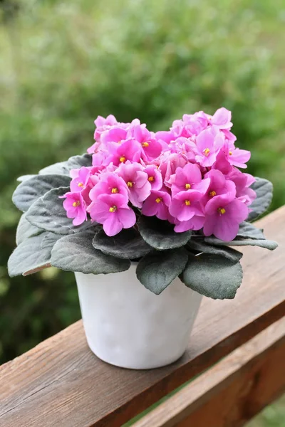 Saintpaulias (Afrika menekşe, menekşe ionantha)