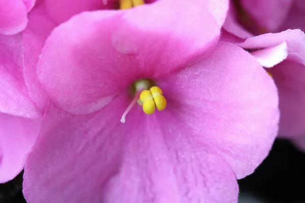 Saintpaulias (African violets, Saintpaulia ionantha) — Stock Photo, Image
