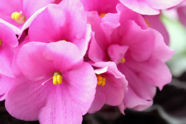 Saintpaulias (violetas africanas, Saintpaulia ionantha ) —  Fotos de Stock