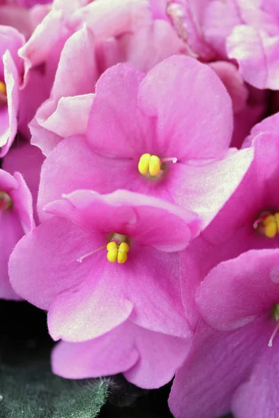 Saintpaulias (African violets, Saintpaulia ionantha) — Stock Photo, Image