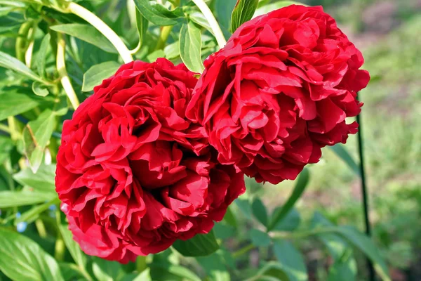 Rote Pfingstrose lactiflora x paeonia officinalis 'carol' — Stockfoto