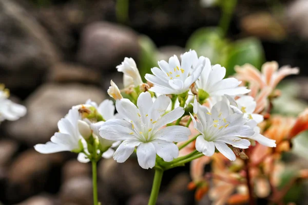 Lewisia cotyledon 'Elise Mixed' — 图库照片