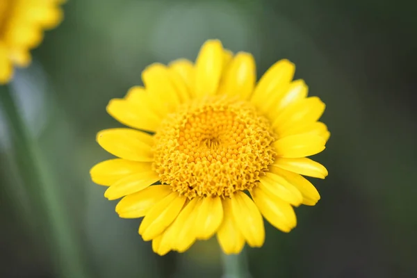 Gele kamille (Cota tinctoria of gouden marguerite, geel — Stockfoto