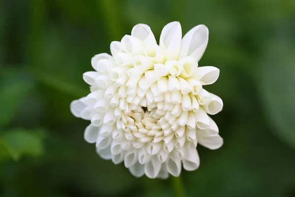 Branco Dahlia Honky flor — Fotografia de Stock