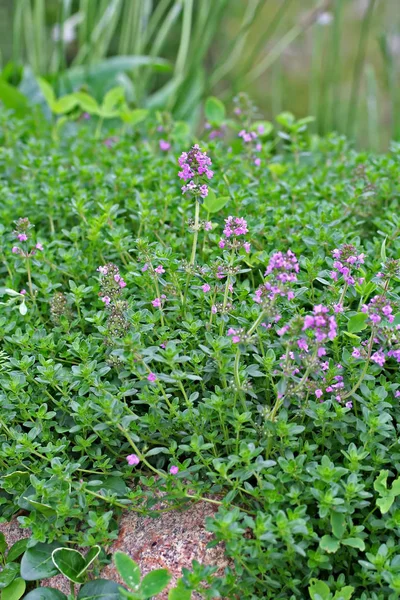 Thymus serpyllum, conhecido como Tomilho sardento — Fotografia de Stock