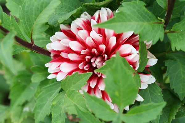 Kleine tijger bloem Dahlia — Stockfoto