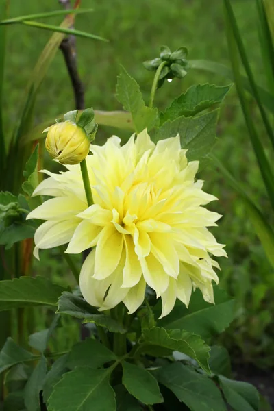 Gele Dahlia 'Kelvin Floodlight' flower — Stockfoto