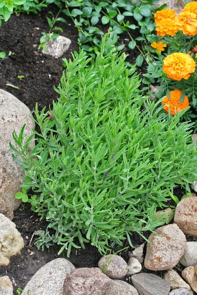 Lavandula (Lavanda) giovani piantine in giardino roccioso — Foto Stock