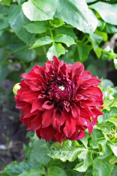 Dahlia Spartacus fleur — Photo