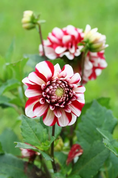 Dahlia jamaica Blume — Stockfoto