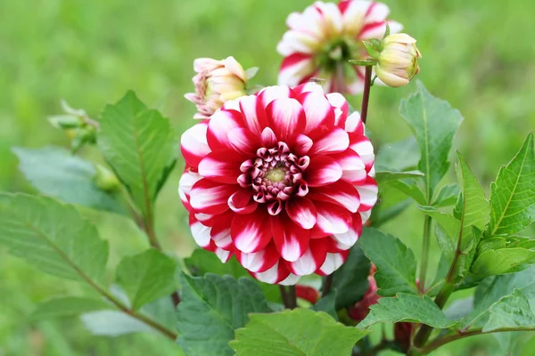 Dahlia Jamaica flower — Stock Photo, Image