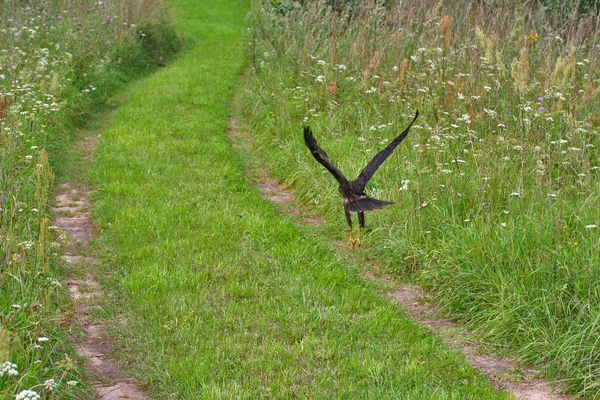 The common buzzard (Buteo buteo) — Stock Photo, Image