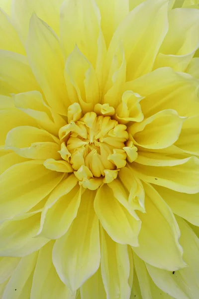 Gele Dahlia 'Kelvin Floodlight' flower — Stockfoto