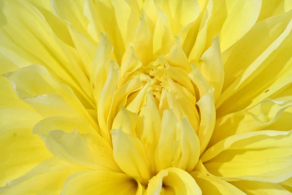 Floare galbenă Dahlia "Kelvin Floodlight" — Fotografie, imagine de stoc