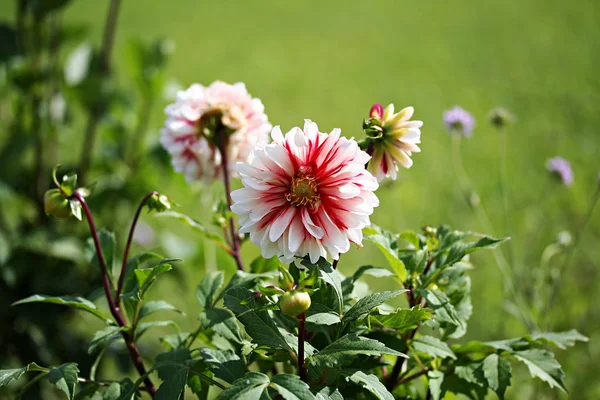 Dahlia küçük kaplan çiçek — Stok fotoğraf