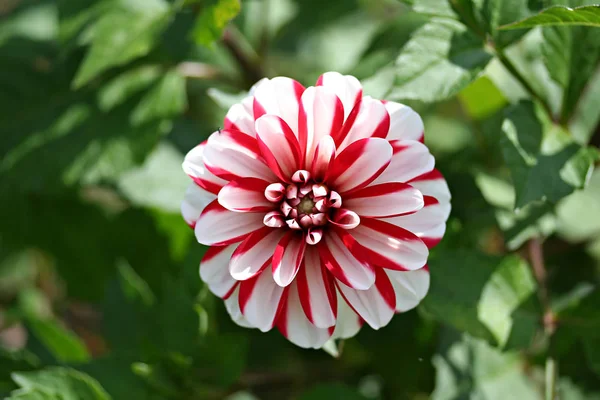 Dahlia jamaica Blume — Stockfoto