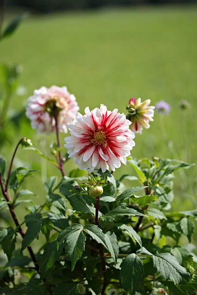 Kleine tijger bloem Dahlia — Stockfoto