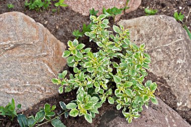 Origanum vulgare (oregano) young plant clipart