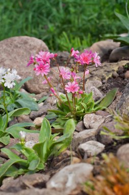 Lewisia Cotyledon Elise Mixed