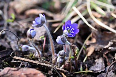 Anemon mantarı veya mantarı nobilis