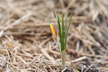 Crocus chrysanthus var. fuscotinctus